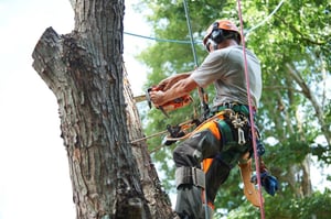 Traditional Tree Removal Practices