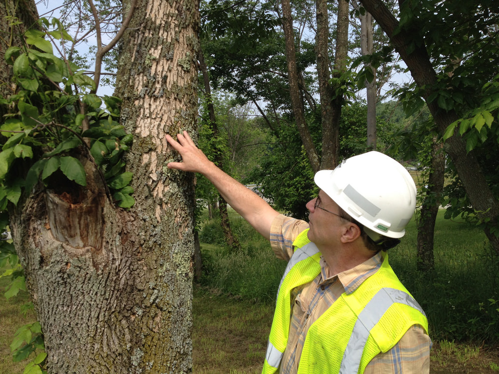 removing dying ash trees, removing dying ash trees safely