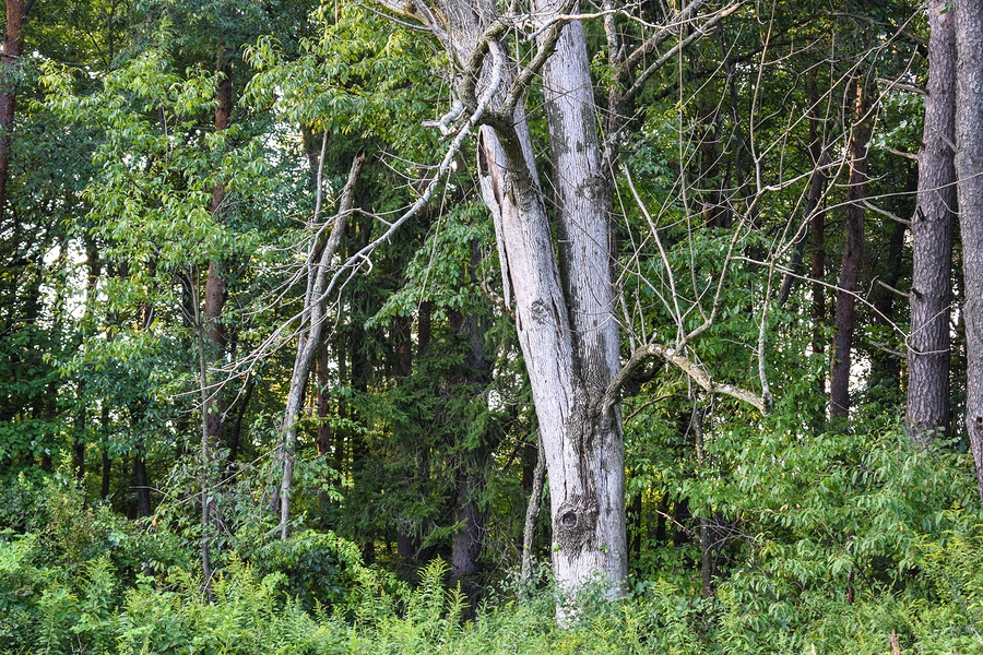 dying ash tree, emerald ash borer killing trees