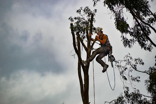 Tree care worker 