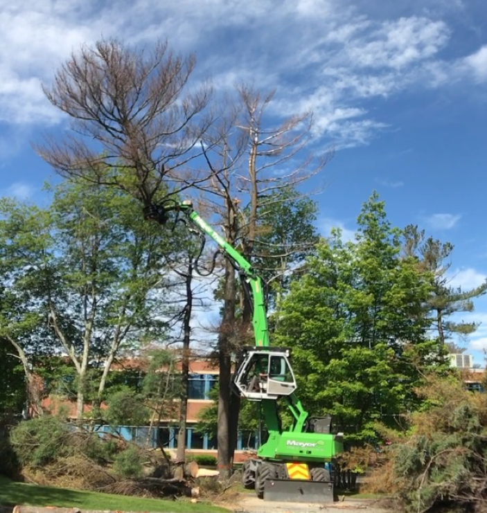 safe tree removal, safe ash tree removal, removing dead ash trees safely